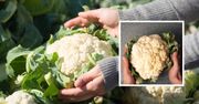 Nie wyrzucaj liści z kalafiora do śmieci, są zbyt cenne, aby się tak po prostu zmarnowały