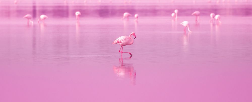 Flamingi na różowym jeziorze