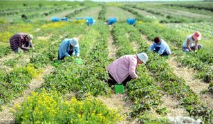 Brexit szkodliwy dla brytyjskiego rolnictwa. Brakuje rąk do pracy