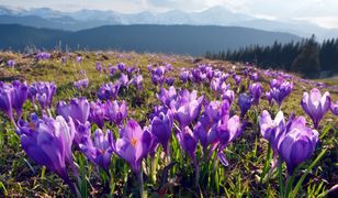 Quiz z wiedzy ogólnej. Słowo-klucz: wiosna!