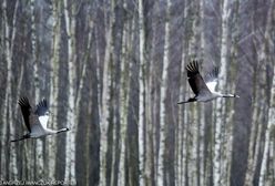 Wiosna 2019 coraz bliżej. Kiedy rozpoczyna się kalendarzowa wiosna, a kiedy ta astronomiczna?