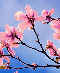 Wiosna 2019 – kiedy pierwszy dzień wiosny w 2019 roku? Kiedy zacznie się wiosna astronomiczna, a kiedy kalendarzowa?