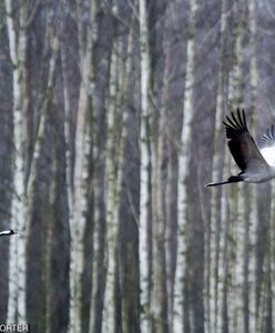 Wiosna 2019 coraz bliżej. Kiedy rozpoczyna się kalendarzowa wiosna, a kiedy ta astronomiczna?
