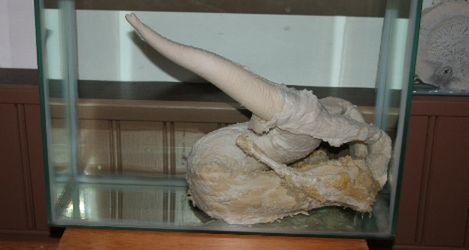 Muzeum... penisów