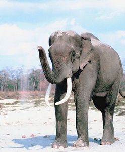 Zakaz wjazdu dla słoni