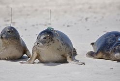 "Elektrofoki" na wolności