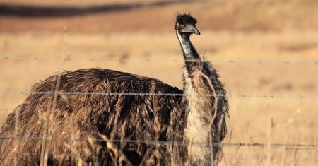 Olej emu – cudowne walory tłuszczu ze strusia