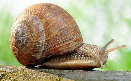 W tym roku nie będzie zbioru ślimaków winniczków na Mazurach