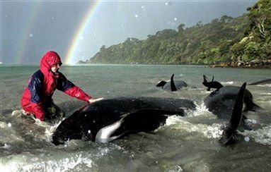 Wieloryby uratowane