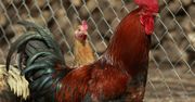 Dostała mandat, ponieważ jej koguty... piały zbyt wcześnie