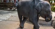 Słoniątko było zmuszane do sztuczek. "Pękły" mu tylne nogi