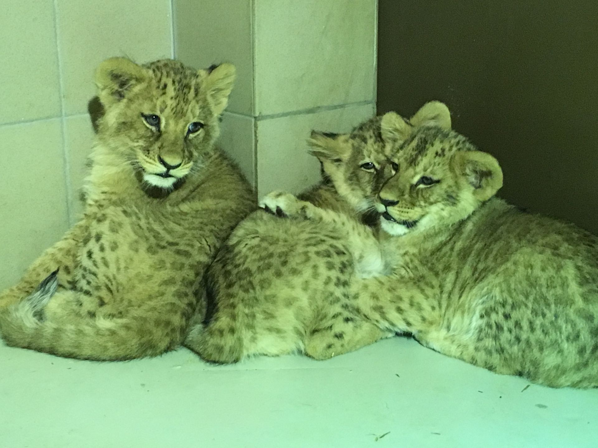 Lwiątka nie mają jeszcze imion. Ogrody zoologiczne często zachęcają zwiedzających, by ci pomogli im w tak ważnym wyborze