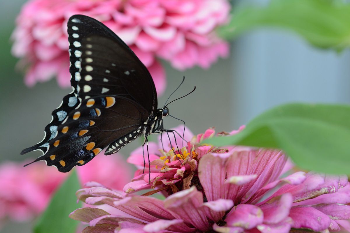 Co oznacza motyl siadający na ciele? Fot. Freepik