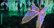 Królewski Ogród Światła w Wilanowie. Magiczna atrakcja w stolicy
