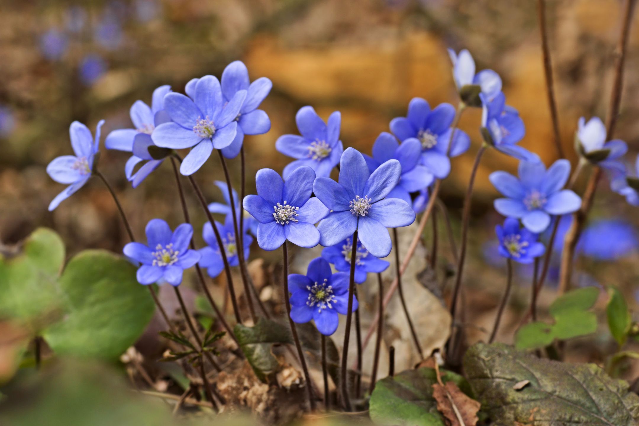 Anemone hepatica (Hepatica nobilis) Liverwort flowering in spring in the meadow 