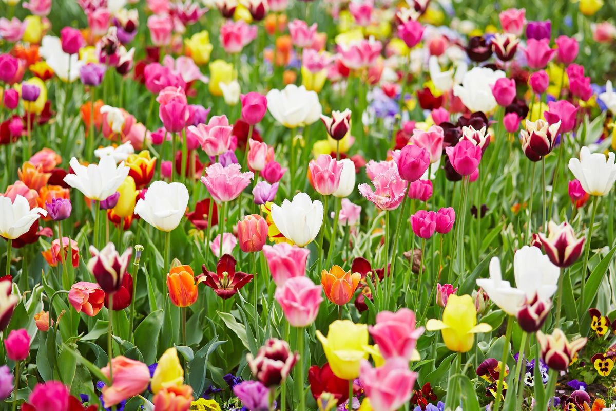 TOP 10 wiosennych kwiatów do każdego ogrodu