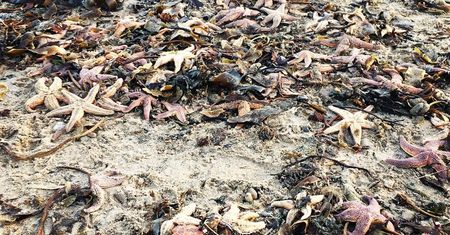 Dziwny widok na szkockiej plaży. Morze wyrzuciło tysiące rozgwiazd