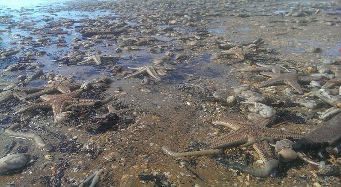 Tysiące martwych stworzeń na hiszpańskiej plaży. To skutki pogody
