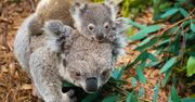 Misie Koala spłonęły wraz z lasem. Wielka tragedia w Australii