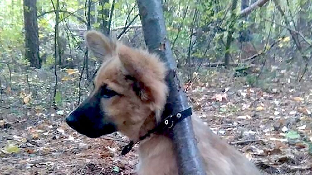 Udało się znaleźć mężczyznę, który przywiązał szczeniaka do drzewa i zostawił.