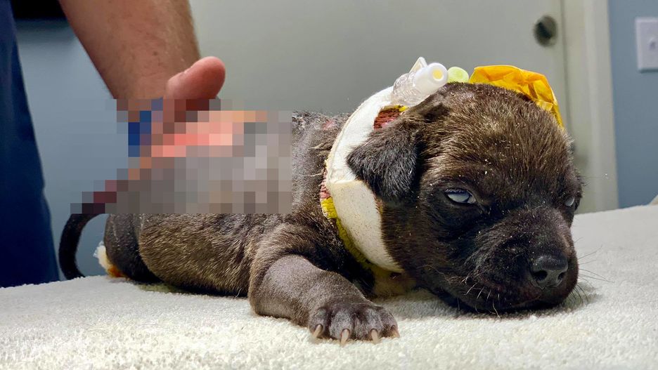 Nowy pacjent kliniki weterynaryjnej Sherman Oaks - piesek Hope