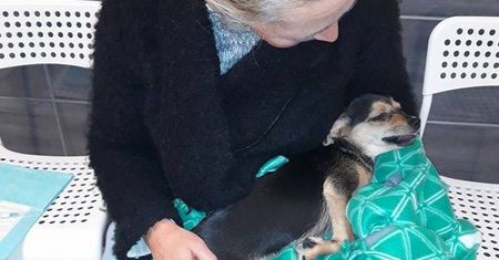 Historia Toffika wstrząsnęła internautami. Wreszcie są dobre wieści