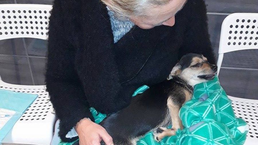 Od 5 dni trwa walka o życie 3-miesięcznego szczeniaka