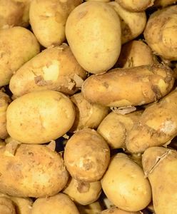 Oszukują polskich rolników. Tracą też klienci. Nie daj się nabrać na ziemniaczany przekręt