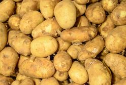 Oszukują polskich rolników. Tracą też klienci. Nie daj się nabrać na ziemniaczany przekręt