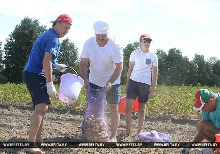 Prezydent Białorusi na wykopkach