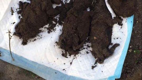 Zwierzęta były dobijane szpadlem