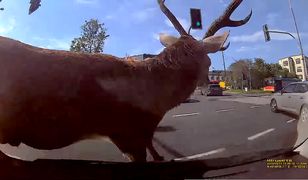 Bielsko-Biała. Jeleń sparaliżował centrum miasta. Zderzył się "elką"