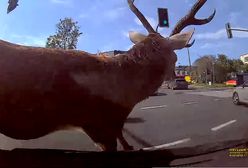 Bielsko-Biała. Jeleń sparaliżował centrum miasta. Zderzył się "elką"