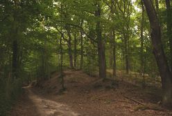 Grzybiarz znalazł zwłoki 24-latka. Na ciele nie było obrażeń