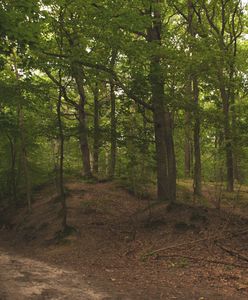 Grzybiarz znalazł zwłoki 24-latka. Na ciele nie było obrażeń