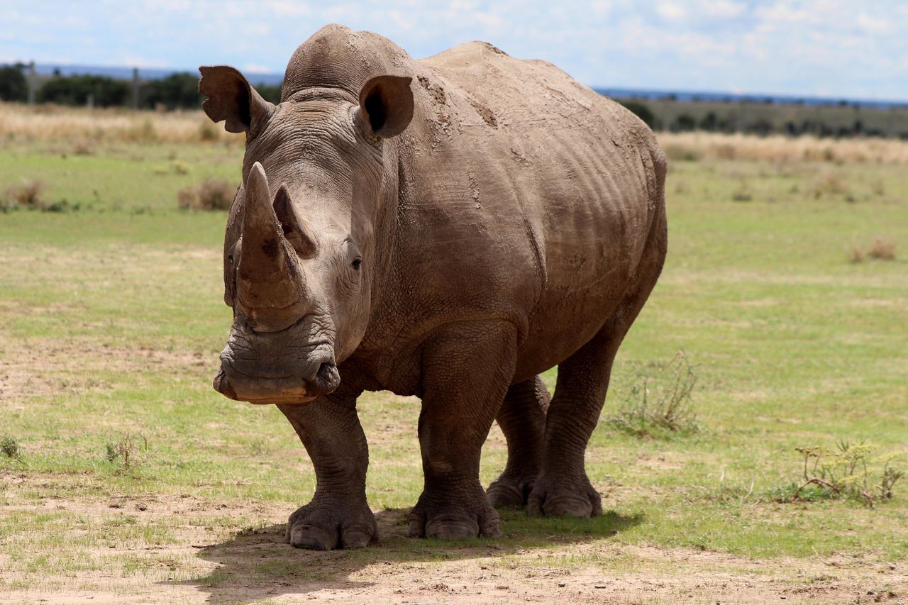 Istnieją tylko dwa nosorożce północne. Gatunek może przetrwać mimo, że to samice
