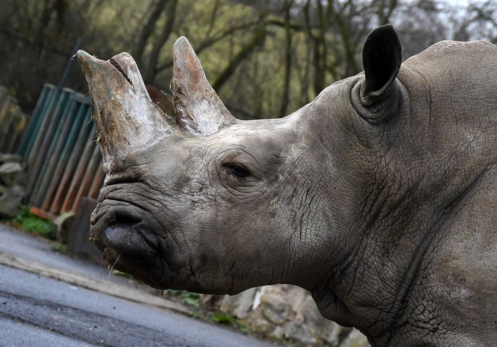 Dania. Zoo w Kopenhadze zabiło nosorożca białego