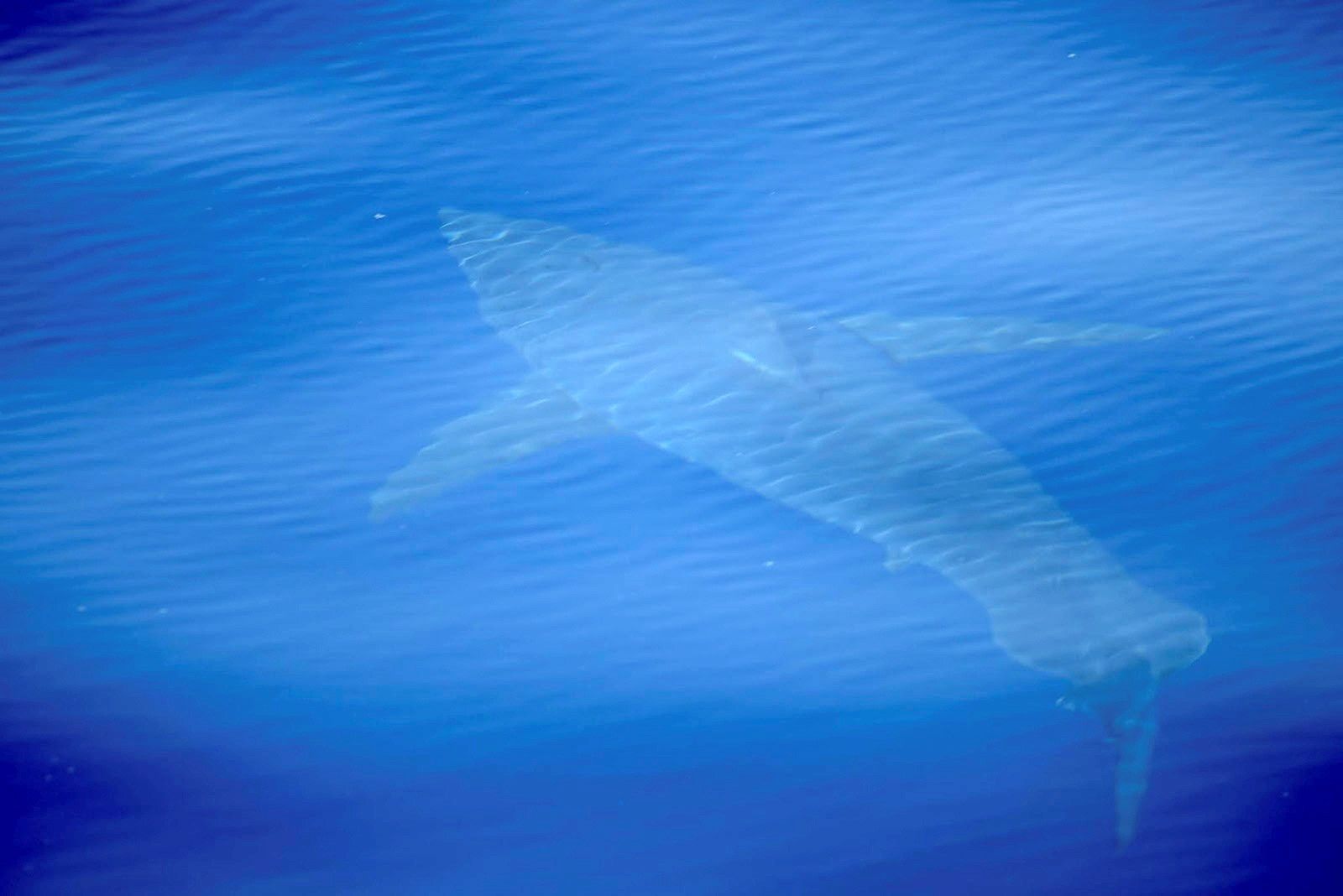 Żarłacz biały u brzegu Majorki. Ogromny rekin pojawił się pierwszy raz od 42 lat