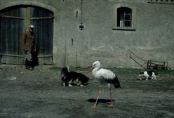 Symbol Polski stał się wrogiem. "Można mówić o rzezi bocianów"