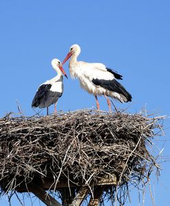 Imielin. Trzy bociany porażone prądem. Nie przeżyły