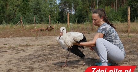 W powietrzu zderzyły się dwa bociany