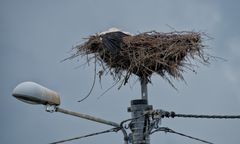 Śniatycze.Wiadomo co było przyczyną śmierci bociana