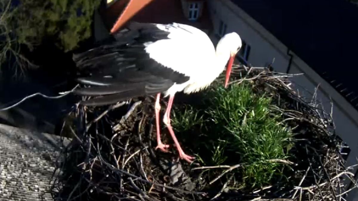 W Przygodzicach pojawił się już pierwszy bocian. To oznacza, że wiosna zawitała do Polski.