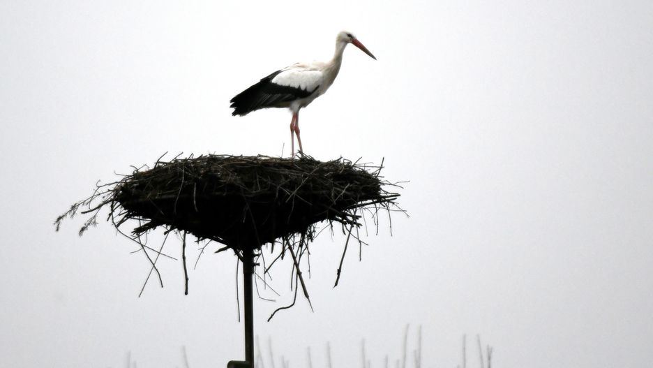 Pogoda. Suwałki. Bociany przyleciały do Polski.