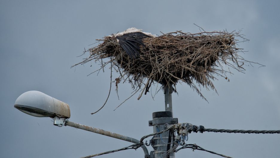 Śniatycze (woj. lubelskie). Martwego bociana zauważyła mieszkanka