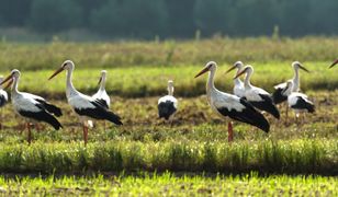 Większość z tych ptaków widujemy bardzo często. Wiesz jak się nazywają? Quiz!