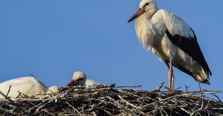 Nietypowe zachowanie bocianów. Ekspert potwierdza