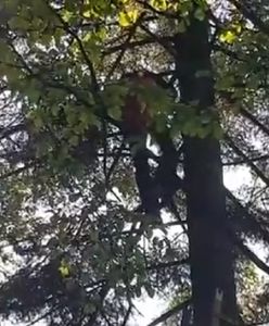 Paralotniarz zawisł 20 metrów nad ziemią. Mężczyzna był w szoku