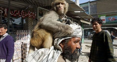 Małpy talibanu