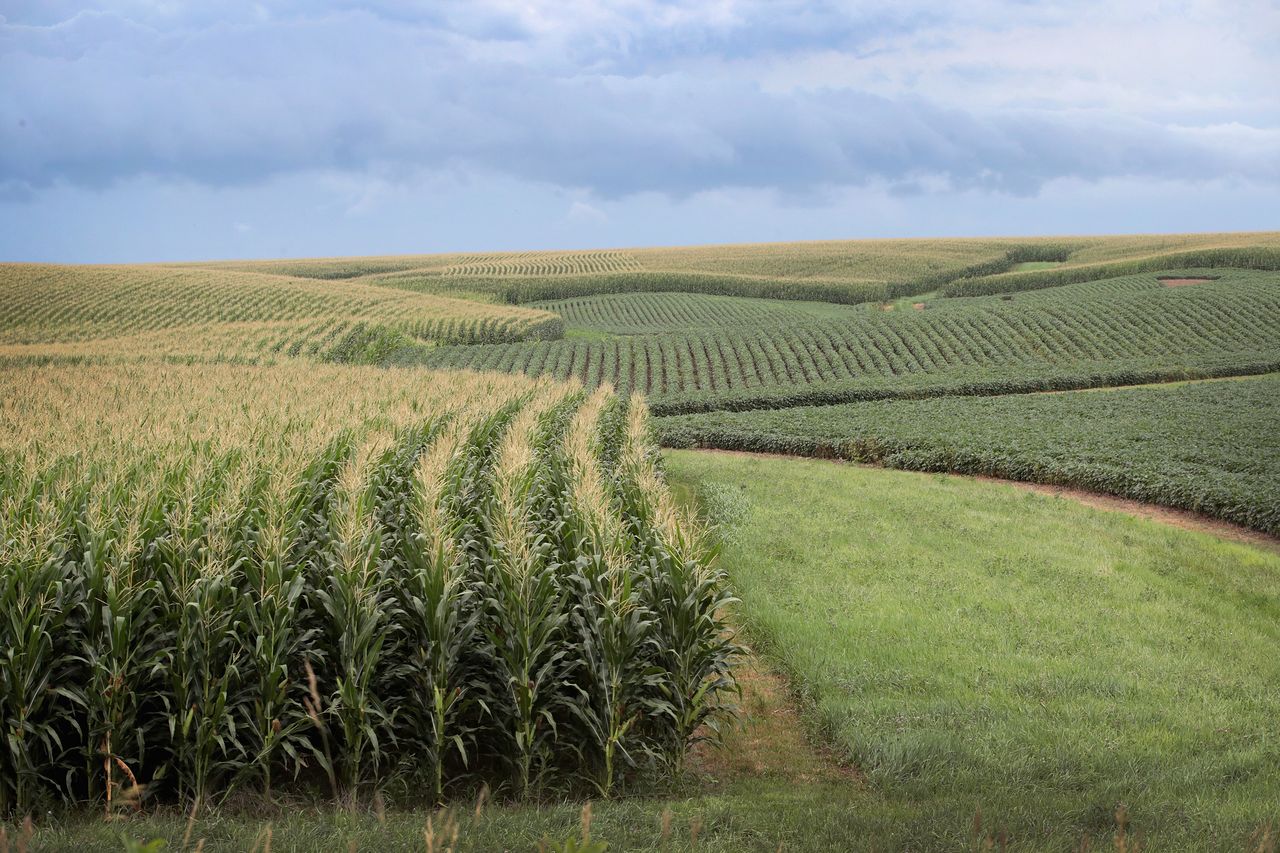 Naukowcy donoszą: GMO jest koniecznością, żeby wykarmić planetę